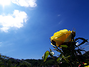 黄色いバラと青空