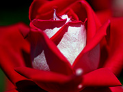 赤と白のバラ（マクロ）