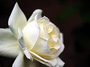 白いバラ（マクロ）