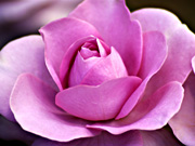 うす紫のバラ（マクロ）