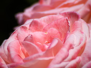 ピンクのバラ（マクロ）