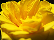 黄色いバラ（マクロ）