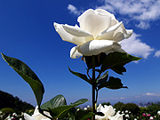 白いバラと青空