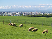 羊ヶ丘の羊の風景