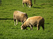 羊ヶ丘の羊