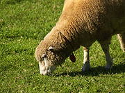 羊ヶ丘の羊