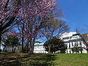 桜と古河記念講堂の風景