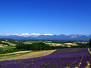 ラベンダー畑と十勝岳連峰の風景