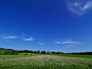 ジャガイモ畑の風景
