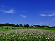 ジャガイモ畑の風景