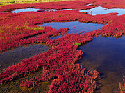 能取湖の珊瑚草風景
